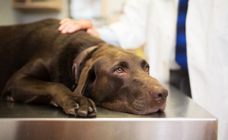 chien labrador malade chez le vétérinaire