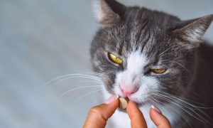 chat gris et blanc avale un complément alimentaire