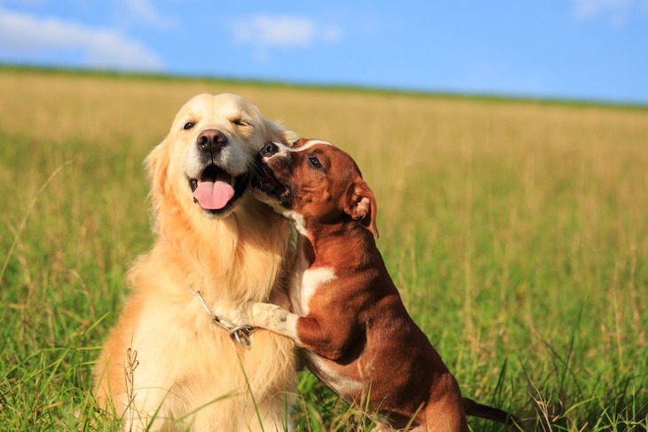 Adopter un second chien, bonne ou mauvaise idée ?