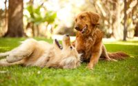 Deux chiens golden retriever jouant dans l'herbe