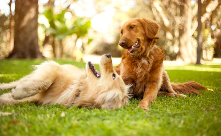 Deux chiens golden retriever jouant dans l'herbe