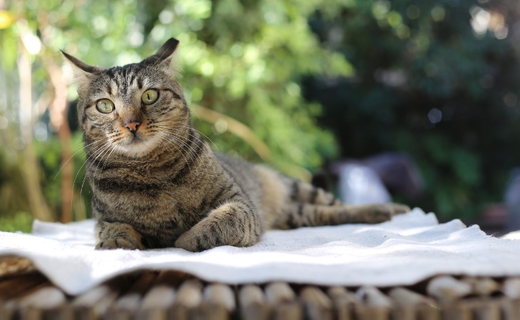 chat tigré allongé stérilisation