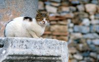 chat de gouttière assis sur une colonne
