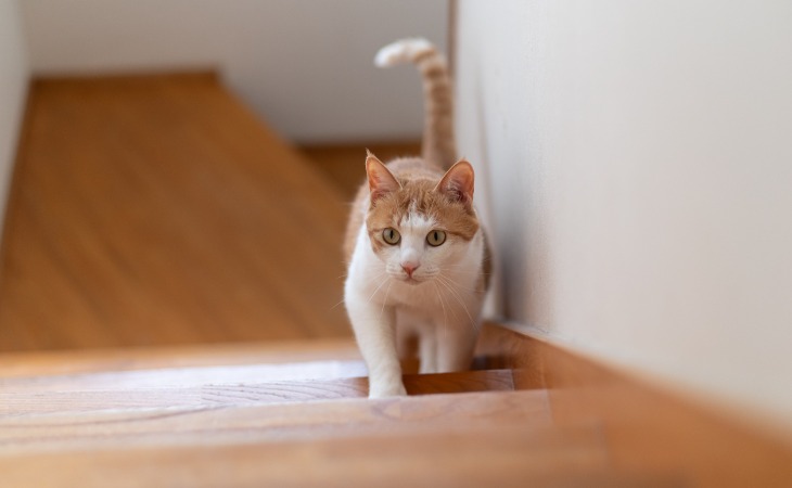 chat de gouttière monte les escaliers