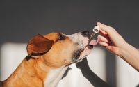 chien prenant un complément alimentaire sous forme d'huile