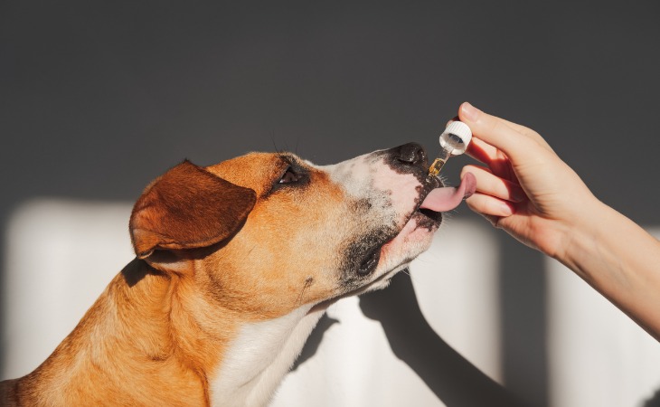 chien prenant un complément alimentaire sous forme d'huile