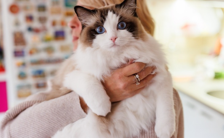 chat ragdoll dans les bras