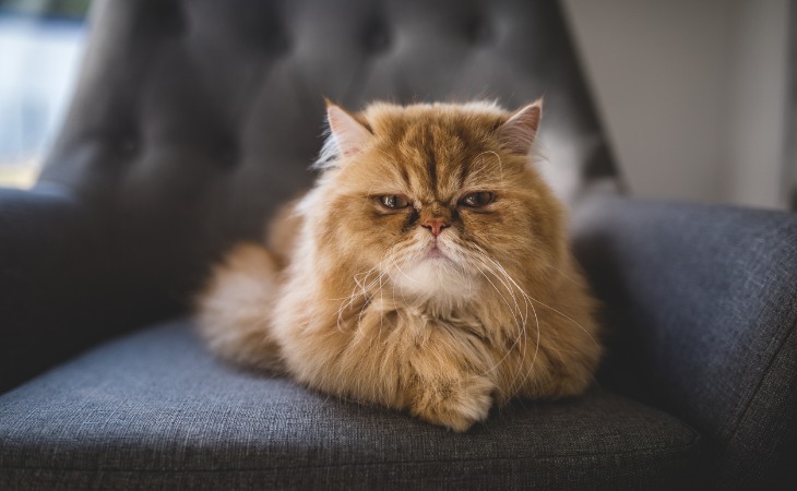 chat persan sur un fauteuil.