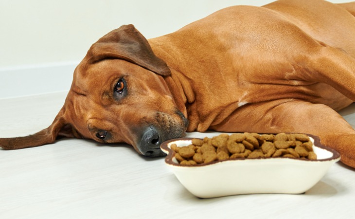 chien allongé gamelle de croquettes