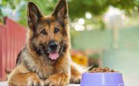 croquettes pour chien dans une gamelle à côté d'un berger allemand