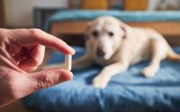 Chien âgé prenant des probiotiques pour chien