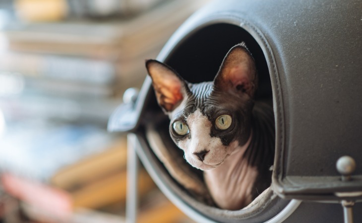 Chat Sphynx dans sa cabane.