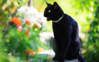 chat noir dans un jardin