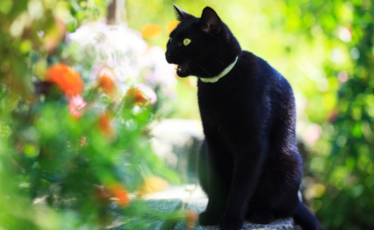 chat noir dans un jardin