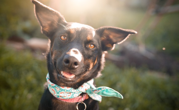 chien de berger qui sourit