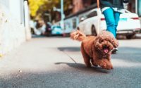 chien caniche en promenade dans la rue