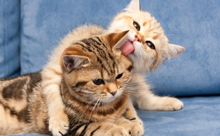 deux chats British Shorthair
