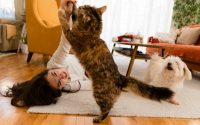 chat et chien jouent dans le salon