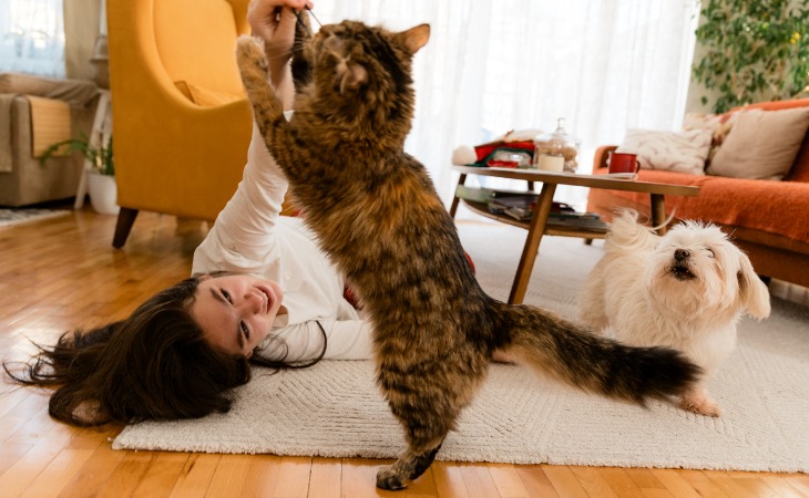 chat et chien jouent dans le salon