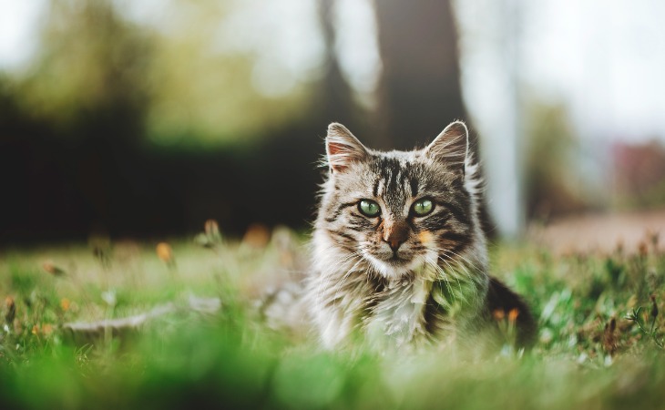 chat dans l'herbe