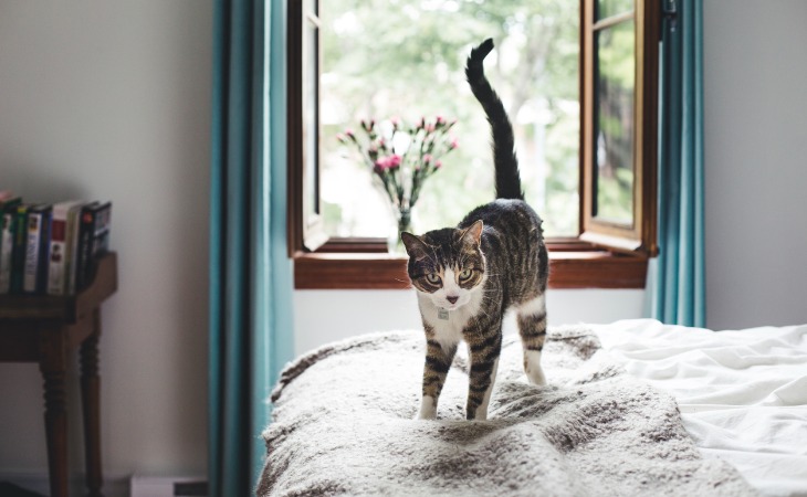 chat tigre sur un lit