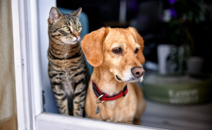 chien et chat regardent par la porte