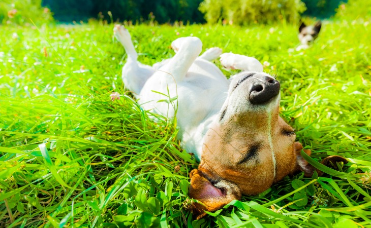 chien jack russell dans l'herbe sur le dos