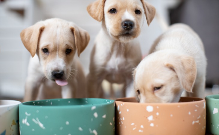 chiots sevrés se nourrissent dans des bols