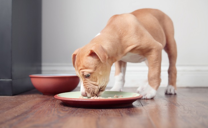 chiot en sevrage mange alimentation solide