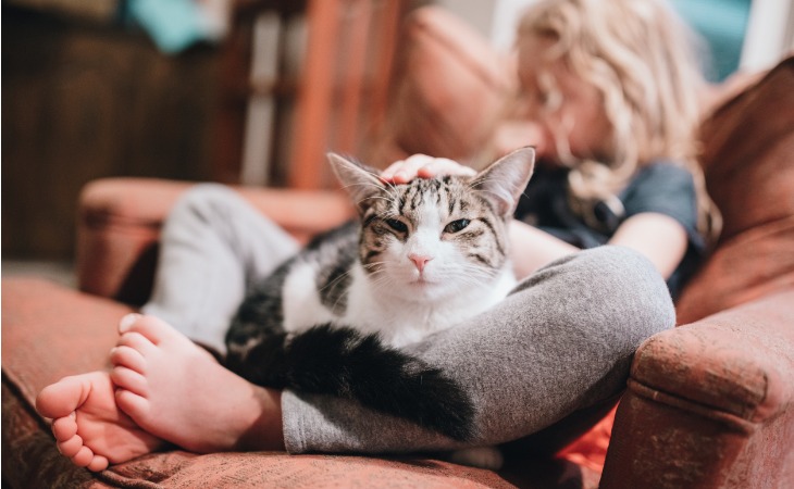 chat allongé sur un canapé