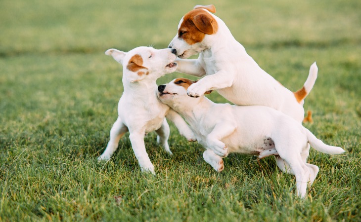 socialiser mon chiot jack russell