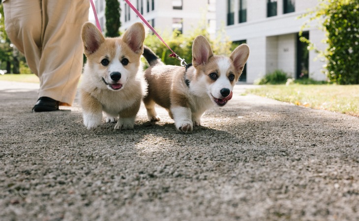 chiots corgi en promenade