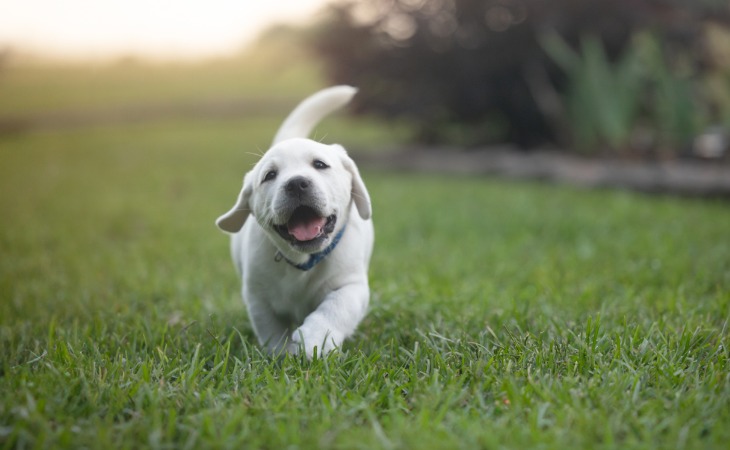 nom pour chiot labrador