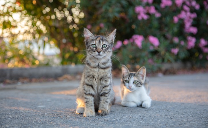 deux chatons