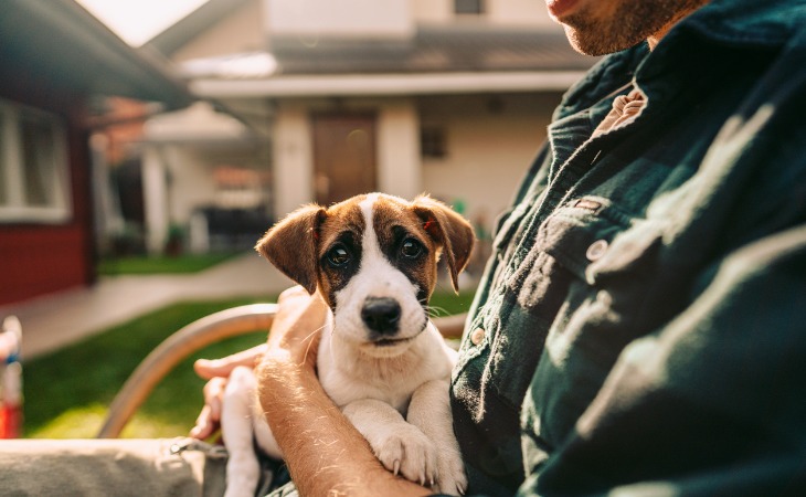 chiot dans les bras de son humain