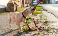 chiot golden retriever