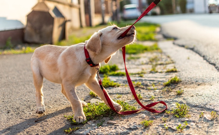 chiot golden retriever