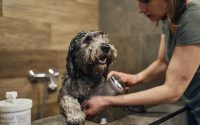 chien qui prend une douche