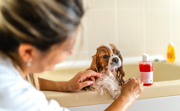 chien cavalier king charles prenant un bain avec une bouteille de shampoing sur le rebord de la baignoire