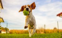 chien qui court dans une prairie