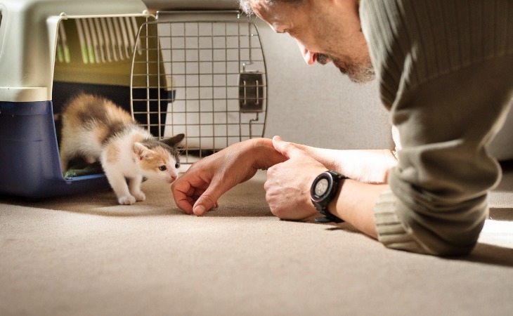 chaton qui sort de sa caisse de transport