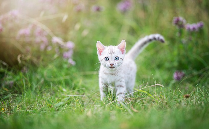 chaton dans un jardin