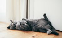 chat gris qui se couche sur le dos