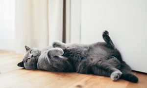chat gris qui se couche sur le dos
