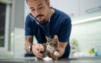 vétérinaire qui examine un chaton