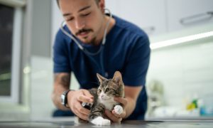 vétérinaire qui examine un chaton