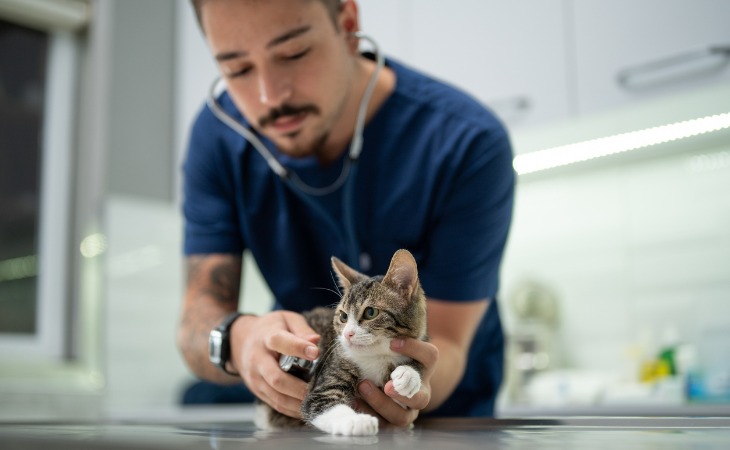 vétérinaire qui examine un chaton