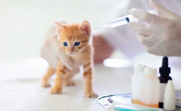 chaton roux qui reçoit un vaccin chez le vétérinaire