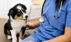 chiot chez un vétérinaire