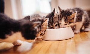 chatons mangeant dans une gamelle